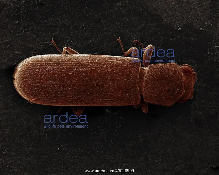 : Scanning Electron Micrograph (SEM): Powderpost Beetle : Scanning Electron Micrograph (SEM): Powderpost Beetle