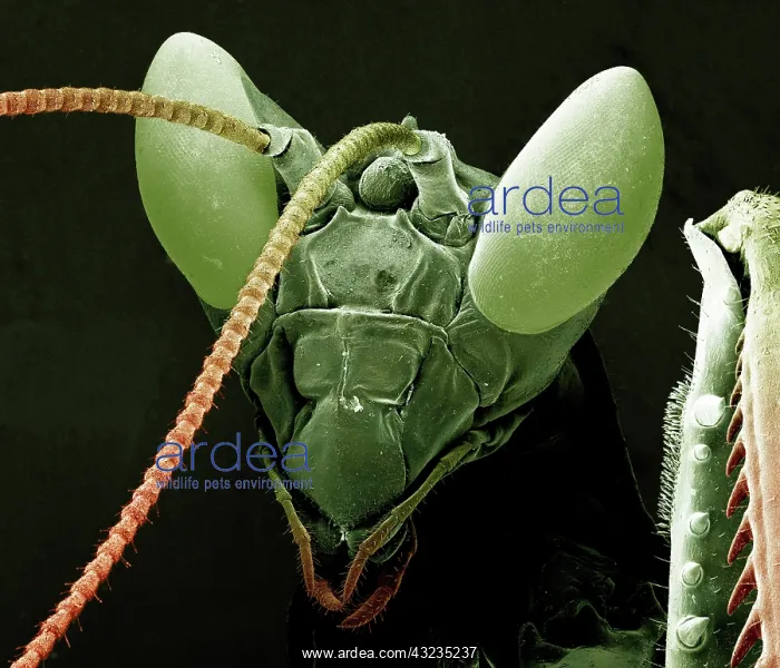 : Scanning Electron Micrograph (SEM): Praying Mantis : Scanning Electron Micrograph (SEM): Praying Mantis