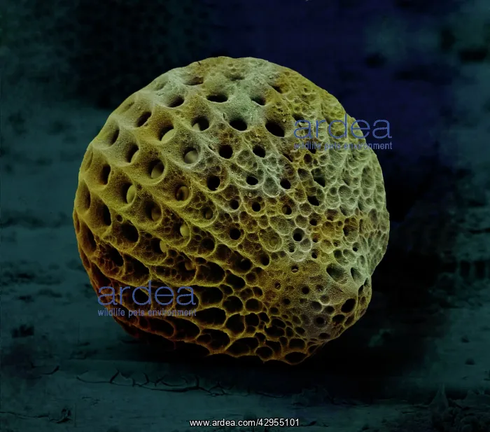 : Scanning Electron Micrograph (SEM): Radiolaria : Scanning Electron Micrograph (SEM): Radiolaria