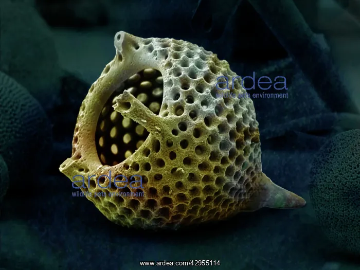 : Scanning Electron Micrograph (SEM): Radiolaria skeleton: : Scanning Electron Micrograph (SEM): Radiolaria skeleton:
