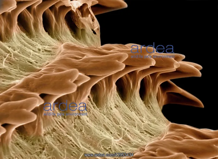: Scanning Electron Micrograph (SEM): Radula of the : Scanning Electron Micrograph (SEM): Radula of the