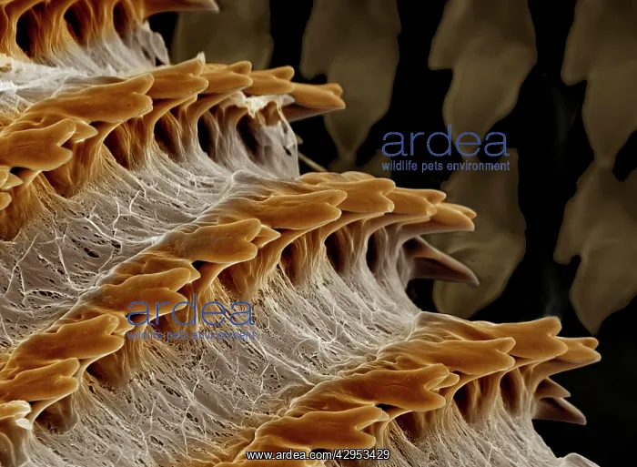 : Scanning Electron Micrograph (SEM): Radula (feeding : Scanning Electron Micrograph (SEM): Radula (feeding