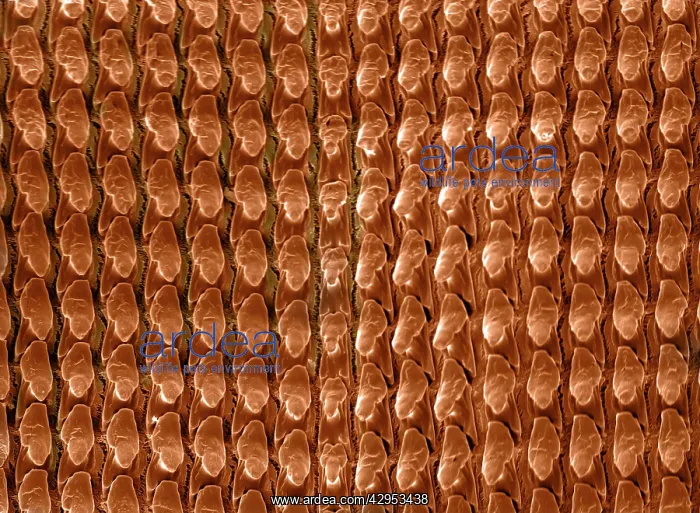 : Scanning Electron Micrograph (SEM): Radula (feeding : Scanning Electron Micrograph (SEM): Radula (feeding