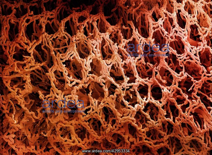 : Scanning Electron Micrograph (SEM) of a resin cast : Scanning Electron Micrograph (SEM) of a resin cast