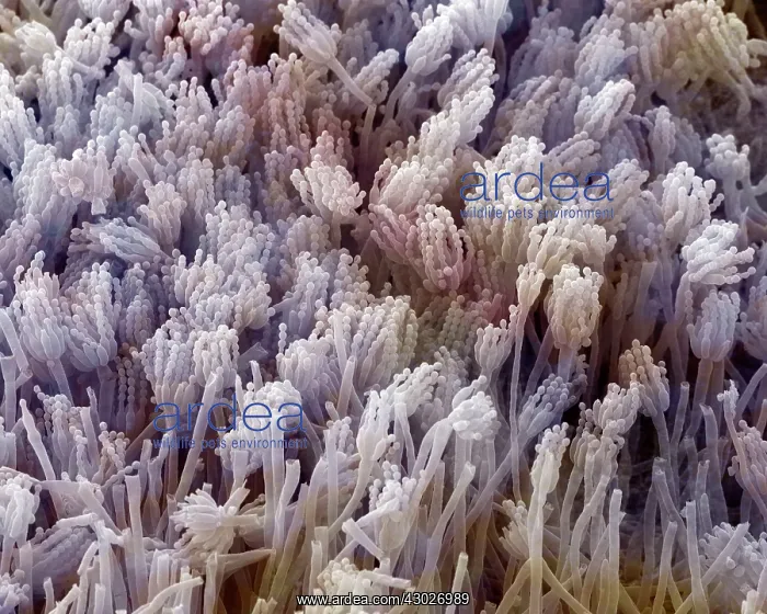 : Scanning Electron Micrograph (SEM) showing fruiting : Scanning Electron Micrograph (SEM) showing fruiting