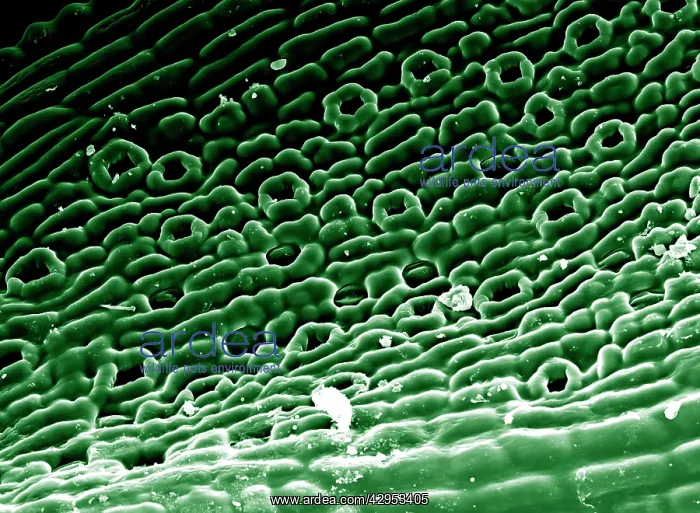 : Scanning Electron micrograph (SEM) showing stomata : Scanning Electron micrograph (SEM) showing stomata