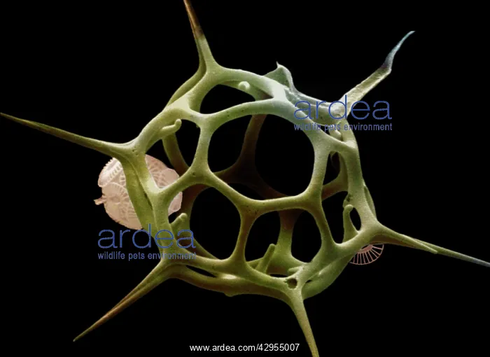 : Scanning Electron Micrograph (SEM): Silicoflagellate : Scanning Electron Micrograph (SEM): Silicoflagellate