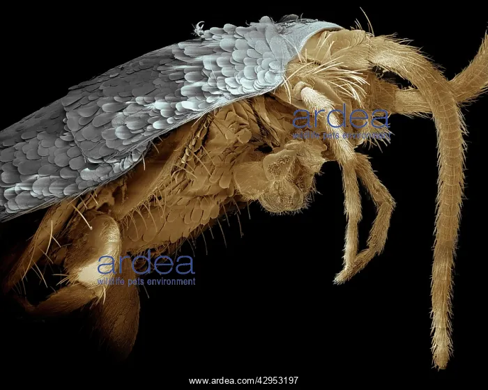 : Scanning Electron Micrograph (SEM): Silverfish : Scanning Electron Micrograph (SEM): Silverfish