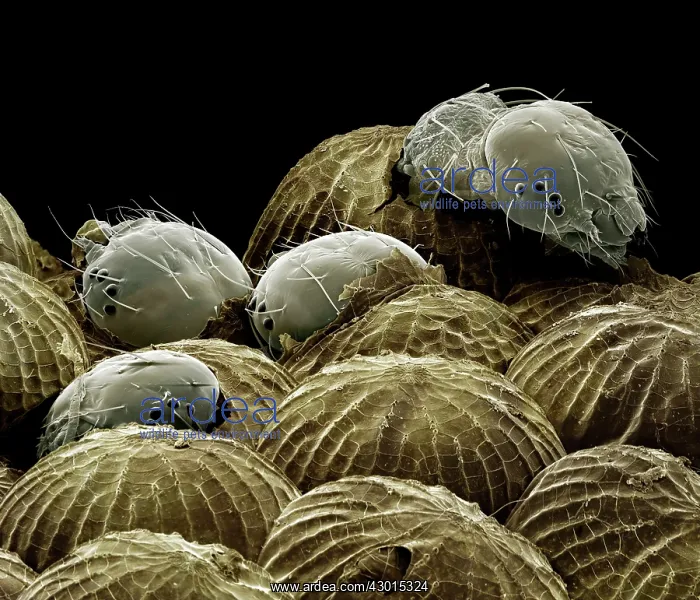 : Scanning Electron Micrograph (SEM): Spectacle Moth : Scanning Electron Micrograph (SEM): Spectacle Moth