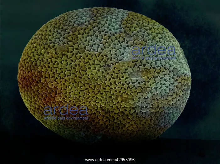 : Scanning Electron Micrograph (SEM): Sponge sclerite : Scanning Electron Micrograph (SEM): Sponge sclerite