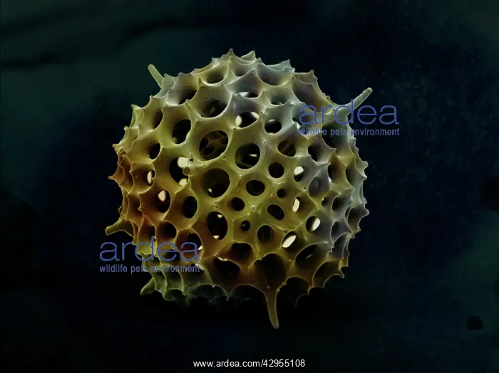  : Scanning Electron Micrograph (SEM): Spumellarian Radiolaria