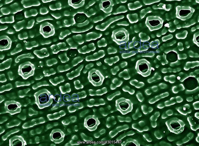: Scanning Electron Micrograph (SEM): Stomata of Yew Leaf : Scanning Electron Micrograph (SEM): Stomata of Yew Leaf