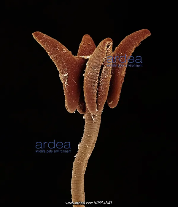 : Scanning Electron Micrograph (SEM): Tapeworm from shark : Scanning Electron Micrograph (SEM): Tapeworm from shark