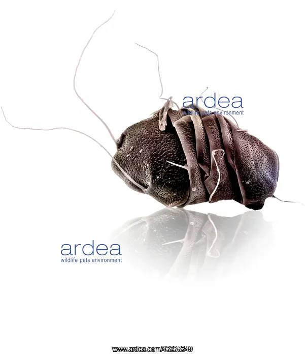 : Scanning Electron Micrograph (SEM): Tardigrade or : Scanning Electron Micrograph (SEM): Tardigrade or
