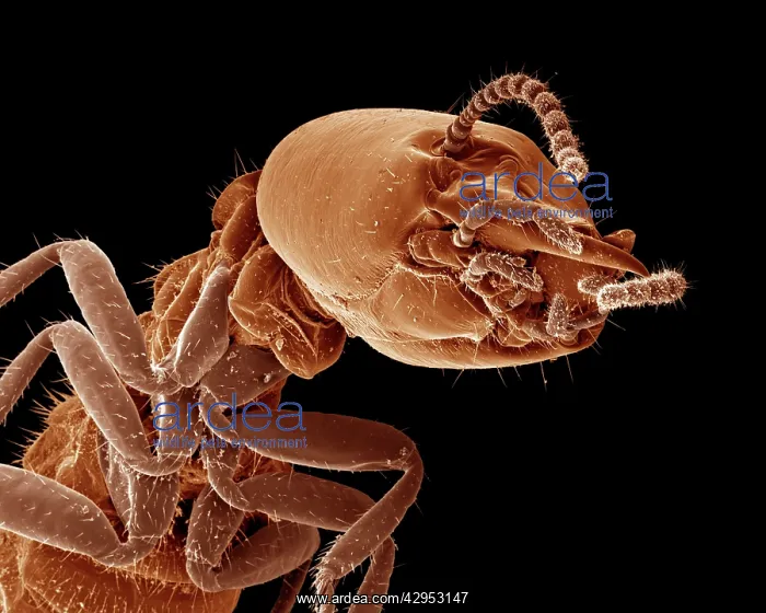 : Scanning Electron Micrograph (SEM): Termite (worker) : Scanning Electron Micrograph (SEM): Termite (worker)