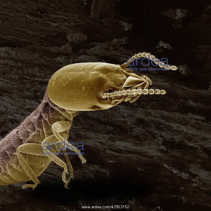 : Scanning Electron Micrograph (SEM): Termite (worker) : Scanning Electron Micrograph (SEM): Termite (worker)