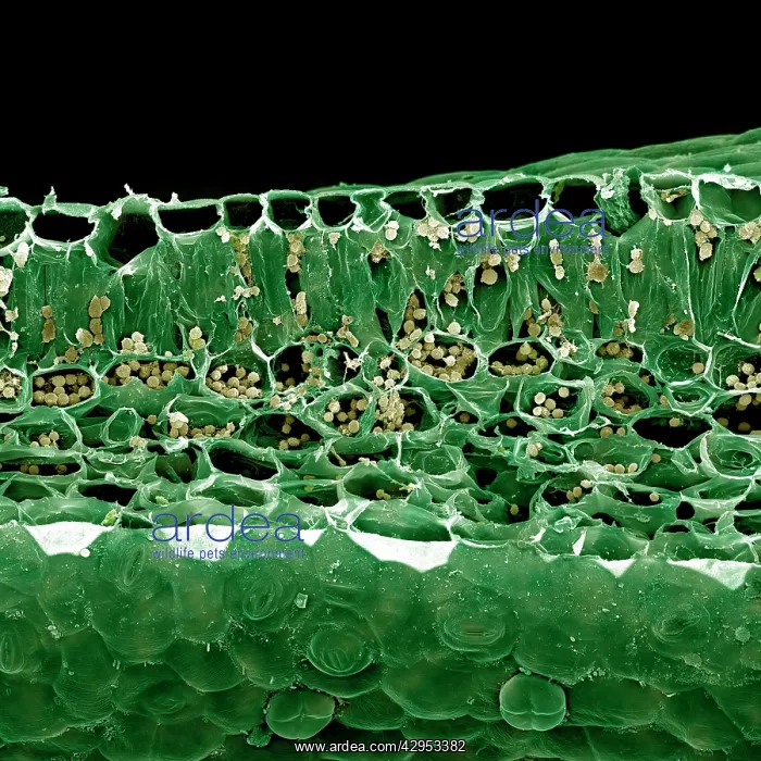 : Scanning Electron micrograph (SEM): Vertical section : Scanning Electron micrograph (SEM): Vertical section