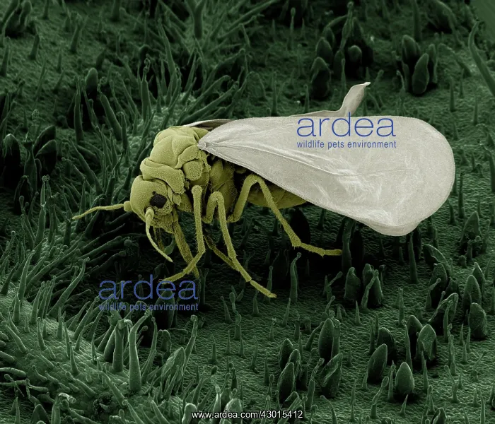 : Scanning Electron Micrograph (SEM): Whitefly : Scanning Electron Micrograph (SEM): Whitefly