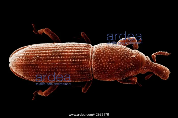 : Scanning Electron Micrograph (SEM): Wood-boring Weevil : Scanning Electron Micrograph (SEM): Wood-boring Weevil