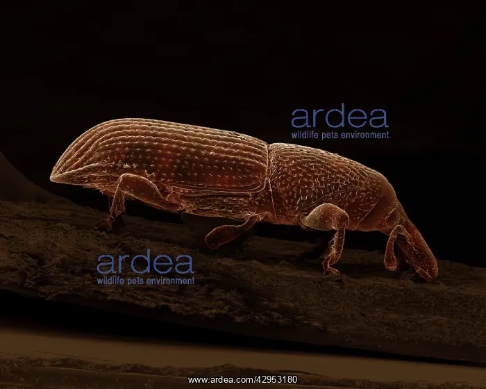 : Scanning Electron Micrograph (SEM): Wood-boring Weevil : Scanning Electron Micrograph (SEM): Wood-boring Weevil