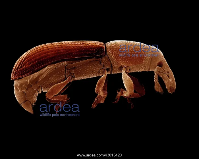 : Scanning Electron Micrograph (SEM): Wood Boring Weevil : Scanning Electron Micrograph (SEM): Wood Boring Weevil
