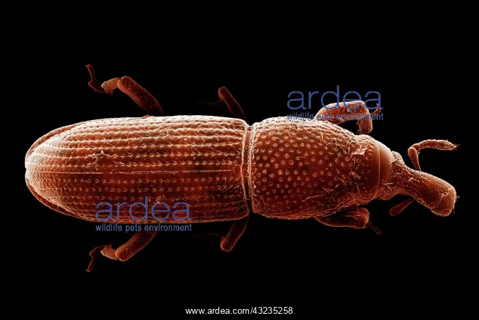 : Scanning Electron Micrograph (SEM): Wood-boring Weevil : Scanning Electron Micrograph (SEM): Wood-boring Weevil