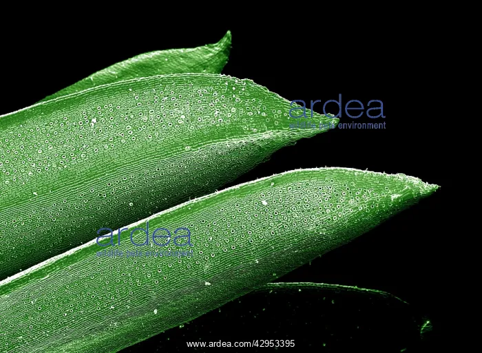 : Scanning Electron micrograph (SEM): Yew Leaf : Scanning Electron micrograph (SEM): Yew Leaf