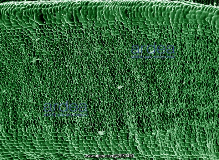  : Scanning Electron micrograph (SEM): Yew Leaf