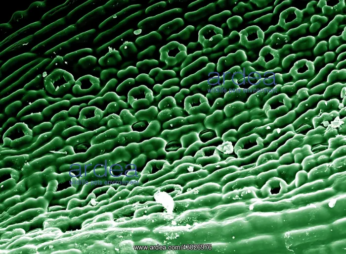 : Scanning Electron micrograph (SEM)showing stomata : Scanning Electron micrograph (SEM)showing stomata