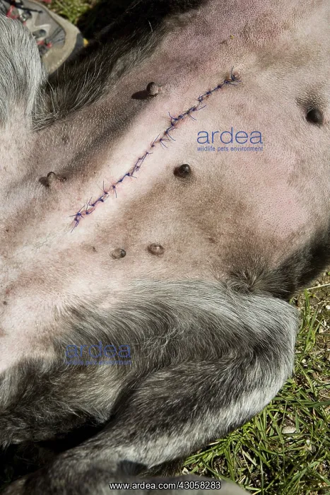 : Scar on a bitch after an uterine infection : Scar on a bitch after an uterine infection