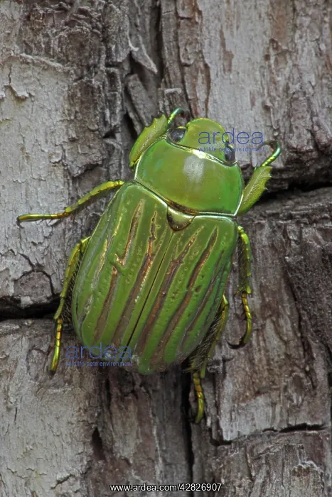: Scarab Beetle : Scarab Beetle