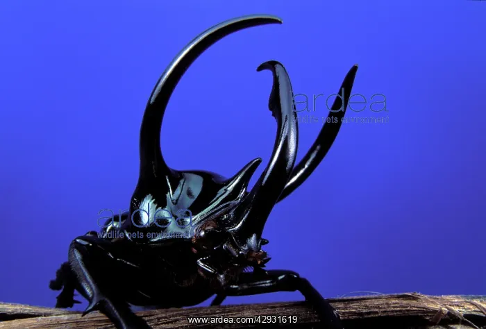 : Scarab beetle : Scarab beetle