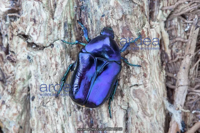 : Scarab beetle (Eupotosia mirifica), Paiolive, Ardeche : Scarab beetle (Eupotosia mirifica), Paiolive, Ardeche