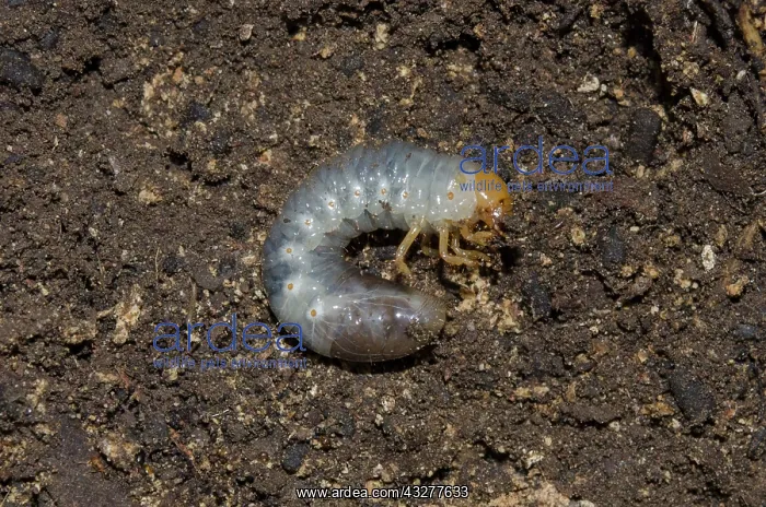 : Scarab Beetle Larva - West Bali National Park, near Menjanga : Scarab Beetle Larva - West Bali National Park, near Menjanga