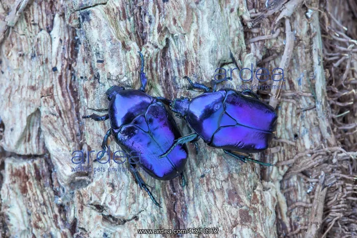 : Scarab beetles (Eupotosia mirifica), Paiolive, Ardeche : Scarab beetles (Eupotosia mirifica), Paiolive, Ardeche