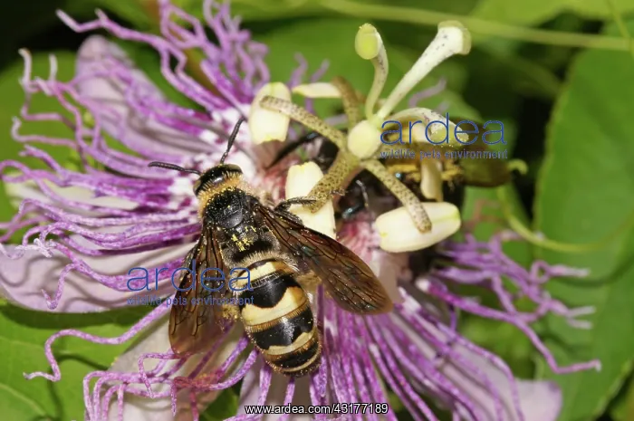 : Scarab-Hunter Wasp : Scarab-Hunter Wasp