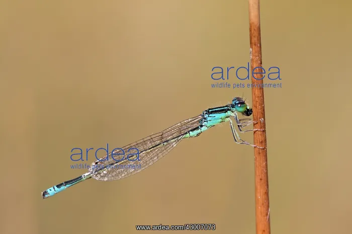: Scarce Blue Tailed Damselfly : Scarce Blue Tailed Damselfly