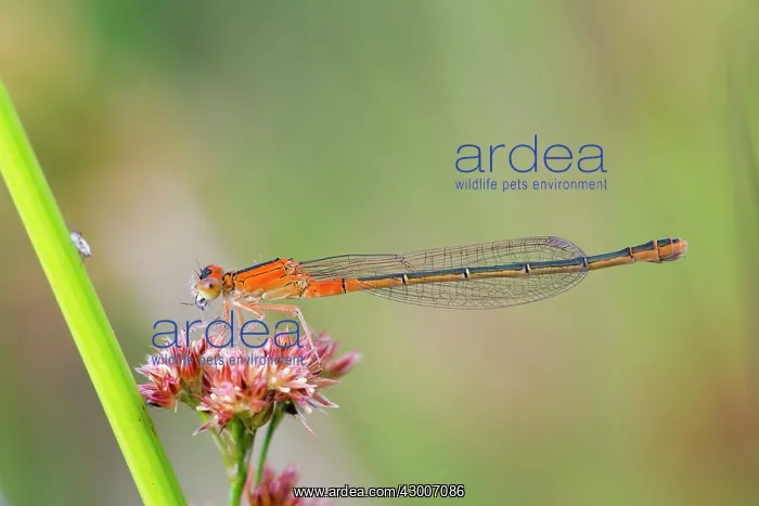 : Scarce Blue Tailed Damselfly : Scarce Blue Tailed Damselfly