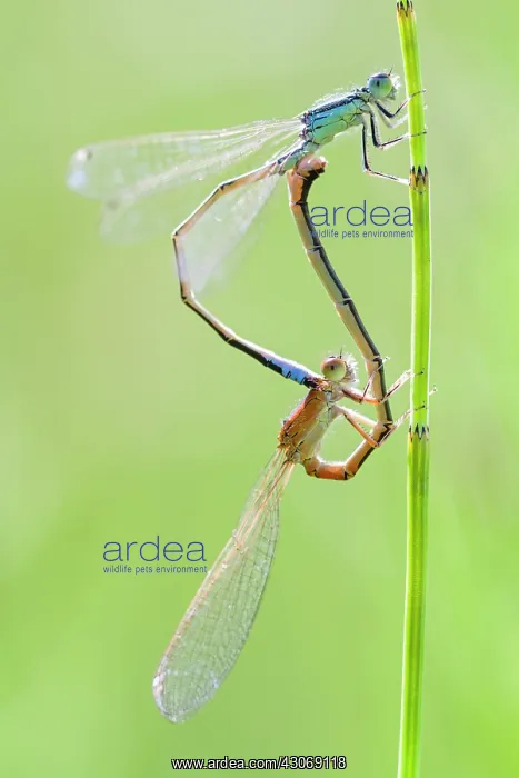: Scarce Blue-tailed Damselfly : Scarce Blue-tailed Damselfly