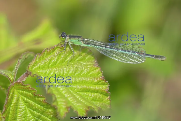 : Scarce Blue-tailed Damselfly : Scarce Blue-tailed Damselfly