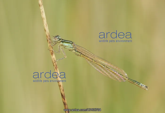 : Scarce Blue-tailed Damselfly : Scarce Blue-tailed Damselfly
