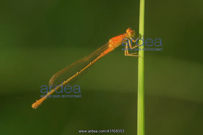 : Scarce Blue-tailed Damselfly : Scarce Blue-tailed Damselfly