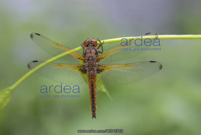 : Scarce Chaser Dragonfly - Female - Cambridgeshire - UK : Scarce Chaser Dragonfly - Female - Cambridgeshire - UK