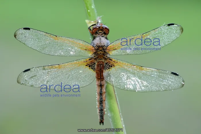 : Scarce Chaser (Libellula fulva) : Scarce Chaser (Libellula fulva)