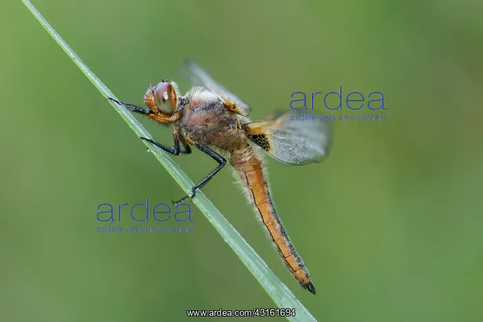 : Scarce Chaser (Libellula fulva) : Scarce Chaser (Libellula fulva)