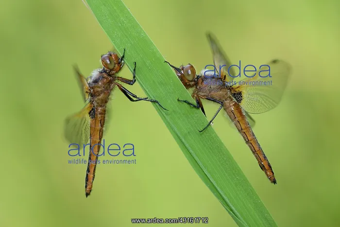 : Scarce Chaser (Libellula fulva) : Scarce Chaser (Libellula fulva)