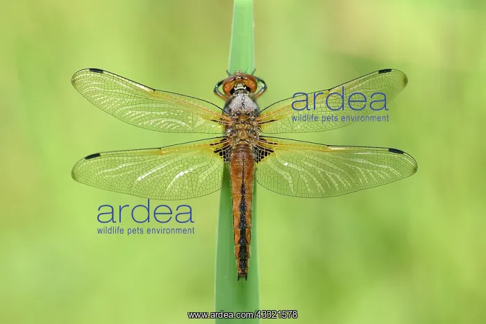 : Scarce Chaser (Libellula fulva) : Scarce Chaser (Libellula fulva)