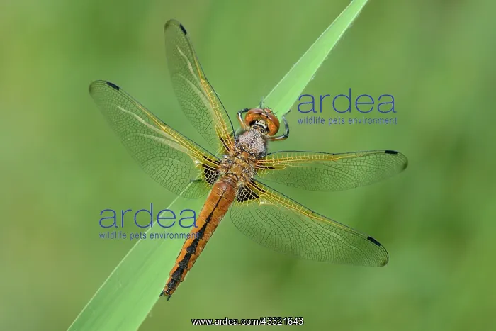: Scarce Chaser (Libellula fulva) : Scarce Chaser (Libellula fulva)
