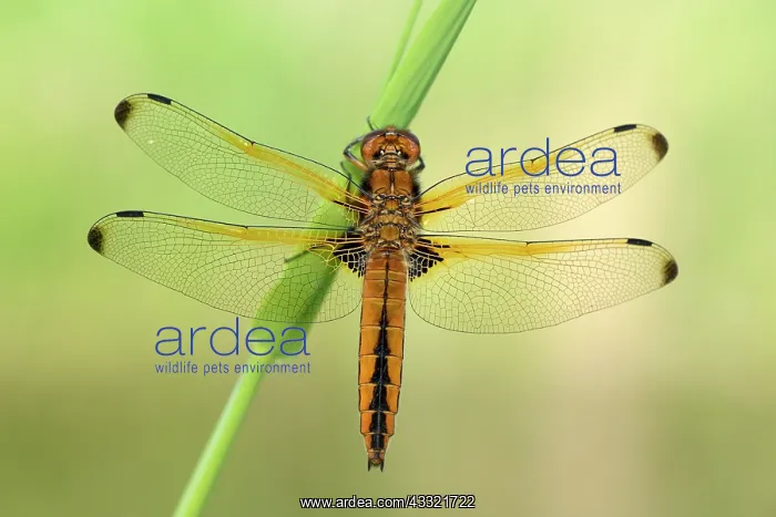 : Scarce Chaser (Libellula fulva) : Scarce Chaser (Libellula fulva)