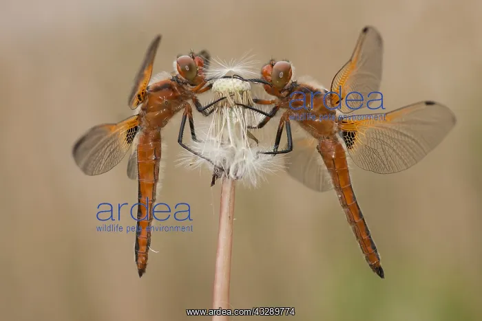 : Scarce Chasers (Libellula fulva) resting on Dan : Scarce Chasers (Libellula fulva) resting on Dan